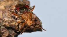 Hellbraune Glasflügelwanze_3.jpg